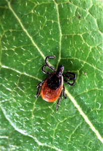 Image title: Deer tick insect ixodes scapularis Image from Public domain images website, http://www.public-domain-image.com/full-image/fauna-animals-public-domain-images-pictures/insects-and-bugs-publ photo