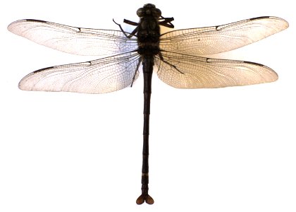 adult male Uropetala carovei