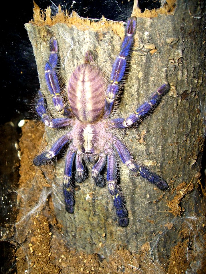 Picture of a juvenile female poecilotheria regalis.
