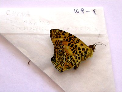 CHINA. <a href="http://nymphalidae.utu.fi/story.php?code=NW169-9" rel="nofollow">see in our database</a> photo