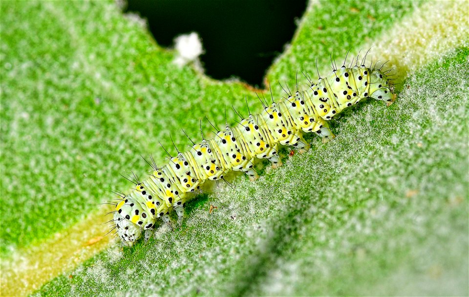 Polilla del gordolobo