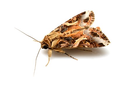 ハスモンヨトウ （transcription: Hasumon Yoto）Spodoptera litura (Fabricius, 1775) （Noctuidae）, adult moth
Photo location: Japan: Hirayama, Tosayamada-cho, Kami-shi, Kochi Prefecture
Latitude and Longitude: N33