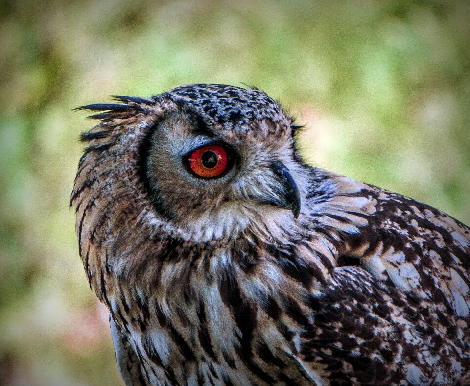 Bird of prey animals eyes