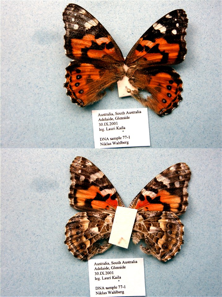 AUSTRALIA.  Glenside, Adelaide, SA,  SystEnt 2011,   <a href="http://nymphalidae.utu.fi/story.php?code=NW77-1" rel="nofollow">see in our database</a>