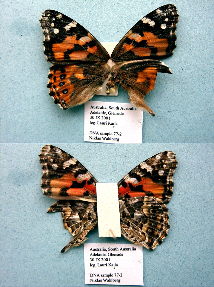 AUSTRALIA.  Glenside, Adelaide, SA,  SystEnt 2011,   <a href="http://nymphalidae.utu.fi/story.php?code=NW77-2" rel="nofollow">see in our database</a>