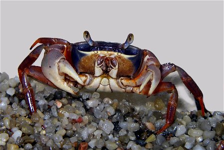 The rainbow crab (Cardisoma armatum), closer version of Image:Rainbow crab.jpg, itself corrected version of that