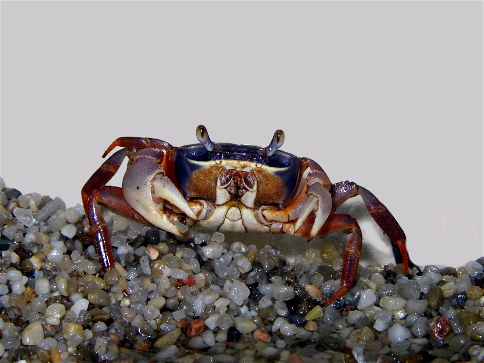 The rainbow crab, corrected version of that