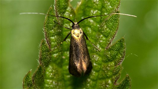 Green Longhorn Moth (Adela reaumurella)