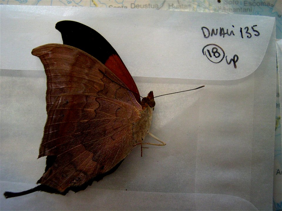 PERU.  CICRA,   coll fresh; Id by Gerardo Lamas,  <a href="http://nymphalidae.utu.fi/story.php?code=CP-CI135" rel="nofollow">see in our database</a>