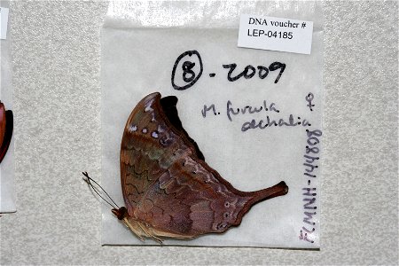 ECUADOR.  Zamora-Chinchipe, La Wintza, environs, eastern slope,    <a href="http://nymphalidae.utu.fi/story.php?code=LEP-04185" rel="nofollow">see in our database</a>