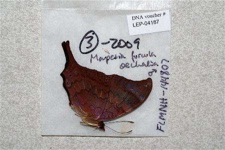 ECUADOR.  Pastaza, Kapawi Lodge, eastern slope,    <a href="http://nymphalidae.utu.fi/story.php?code=LEP-04187" rel="nofollow">see in our database</a>
