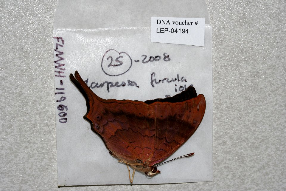 ECUADOR.  El Oro, La Avanzada, western slope,    <a href="http://nymphalidae.utu.fi/story.php?code=LEP-04194" rel="nofollow">see in our database</a>