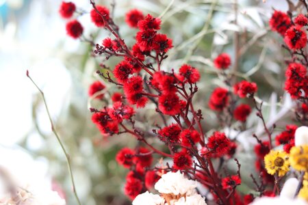 Gypsophila elegans red flower plants