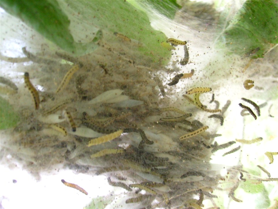 Yponomeuta evonymella at Esslingen (Germany)