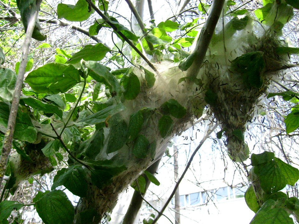 Yponomeuta evonymella at Esslingen (Germany)