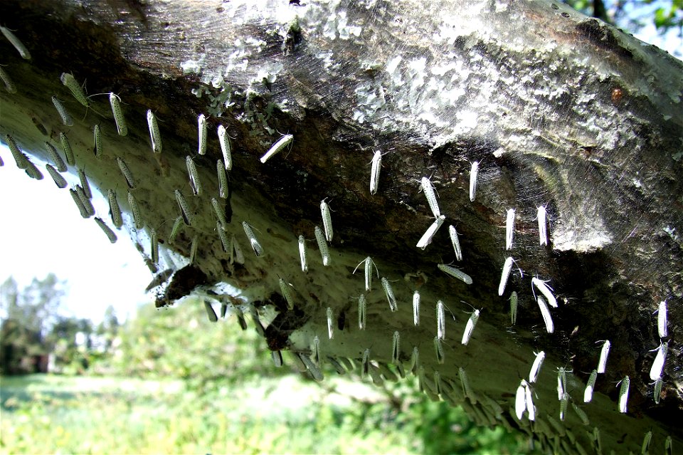 Bird-Cherry Ermines (Yponomeuta evonymella) in Oulu, Finland.