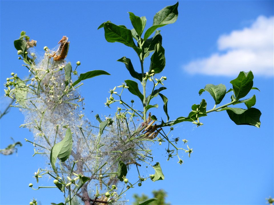 Pfaffenhütchen (Euonymus europaeus) bei Reilingen
