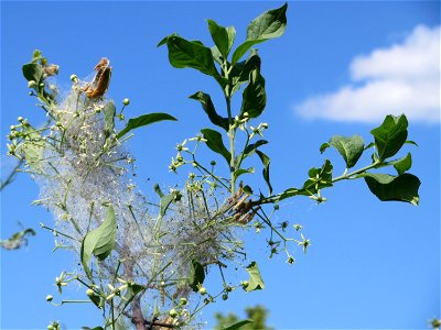 Pfaffenhütchen (Euonymus europaeus) bei Reilingen
