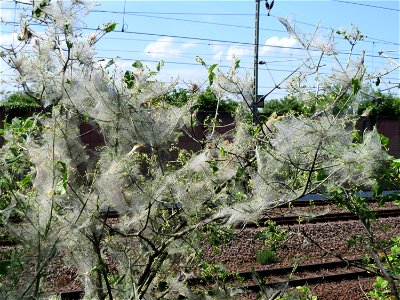 Pfaffenhütchen (Euonymus europaeus) bei Reilingen