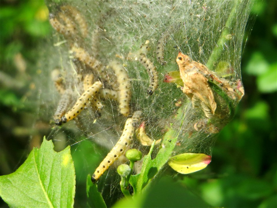 Pfaffenhütchen-Gespinstmotte (Yponomeuta cagnagella) an einem Pfaffenhütchen (Euonymus europaeus) in Hockenheim - im April und Mai überspinnen sie ganz massiv das Pfaffenhütchen und fressen es ganz ka