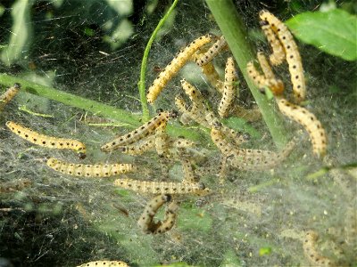 Pfaffenhütchen-Gespinstmotte (Yponomeuta cagnagella) an einem Pfaffenhütchen (Euonymus europaeus) in Hockenheim - im April und Mai überspinnen sie ganz massiv das Pfaffenhütchen und fressen es ganz ka
