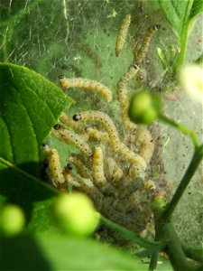 Pfaffenhütchen-Gespinstmotte (Yponomeuta cagnagella) an einem Pfaffenhütchen (Euonymus europaeus) in Hockenheim - im April und Mai überspinnen sie ganz massiv das Pfaffenhütchen und fressen es ganz ka photo