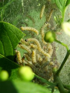 Pfaffenhütchen-Gespinstmotte (Yponomeuta cagnagella) an einem Pfaffenhütchen (Euonymus europaeus) in Hockenheim - im April und Mai überspinnen sie ganz massiv das Pfaffenhütchen und fressen es ganz ka