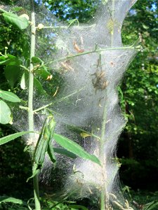 Pfaffenhütchen-Gespinstmotte (Yponomeuta cagnagella) an einem Pfaffenhütchen (Euonymus europaeus) am Rand der Schwetzinger Hardt - im April und Mai überspinnen sie ganz massiv das Pfaffenhütchen und f
