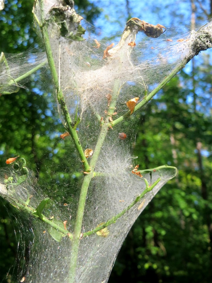 Pfaffenhütchen-Gespinstmotte (Yponomeuta cagnagella) an einem Pfaffenhütchen (Euonymus europaeus) am Rand der Schwetzinger Hardt - im April und Mai überspinnen sie ganz massiv das Pfaffenhütchen und f