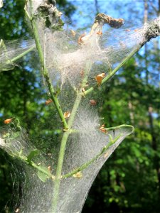 Pfaffenhütchen-Gespinstmotte (Yponomeuta cagnagella) an einem Pfaffenhütchen (Euonymus europaeus) am Rand der Schwetzinger Hardt - im April und Mai überspinnen sie ganz massiv das Pfaffenhütchen und f