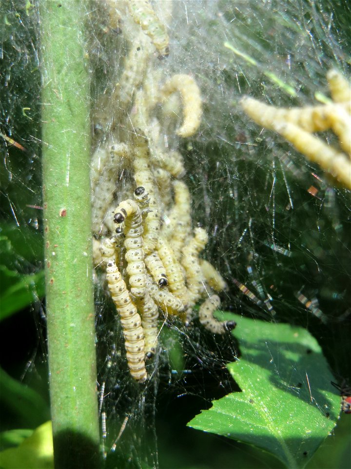 Pfaffenhütchen-Gespinstmotte (Yponomeuta cagnagella) an einem Pfaffenhütchen (Euonymus europaeus) am Rand der Schwetzinger Hardt - im April und Mai überspinnen sie ganz massiv das Pfaffenhütchen und f