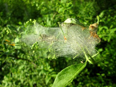 Pfaffenhütchen-Gespinstmotte (Yponomeuta cagnagella) an einem Pfaffenhütchen (Euonymus europaeus) in der Schwetzinger Hardt - im April und Mai überspinnt sie massiv das Pfaffenhütchen und fressen es o