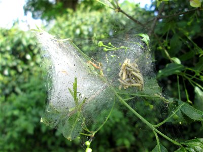 Pfaffenhütchen-Gespinstmotte (Yponomeuta cagnagella) an einem Pfaffenhütchen (Euonymus europaeus) in Hockenheim - im April und Mai überspinnt sie massiv das Pfaffenhütchen und fressen es oft kahl, dan
