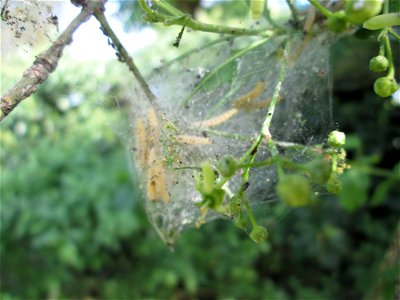 Pfaffenhütchen-Gespinstmotte (Yponomeuta cagnagella) an einem Pfaffenhütchen (Euonymus europaeus) in Hockenheim - im April und Mai überspinnt sie massiv das Pfaffenhütchen und fressen es oft kahl, dan