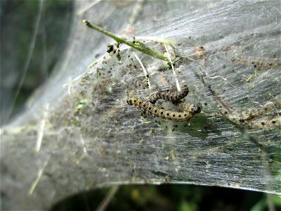 Pfaffenhütchen-Gespinstmotte (Yponomeuta cagnagella) im Naturschutzgebiet „Bachwiesen/Leopoldswiesen“ im Hockenheimer Rheinbogen photo