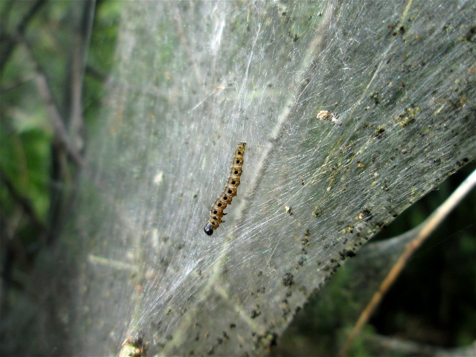 Pfaffenhütchen-Gespinstmotte (Yponomeuta cagnagella) im Naturschutzgebiet „Bachwiesen/Leopoldswiesen“ im Hockenheimer Rheinbogen
