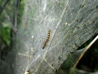 Pfaffenhütchen-Gespinstmotte (Yponomeuta cagnagella) im Naturschutzgebiet „Bachwiesen/Leopoldswiesen“ im Hockenheimer Rheinbogen