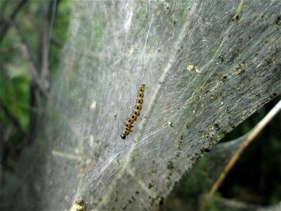 Pfaffenhütchen-Gespinstmotte (Yponomeuta cagnagella) im Naturschutzgebiet „Bachwiesen/Leopoldswiesen“ im Hockenheimer Rheinbogen photo