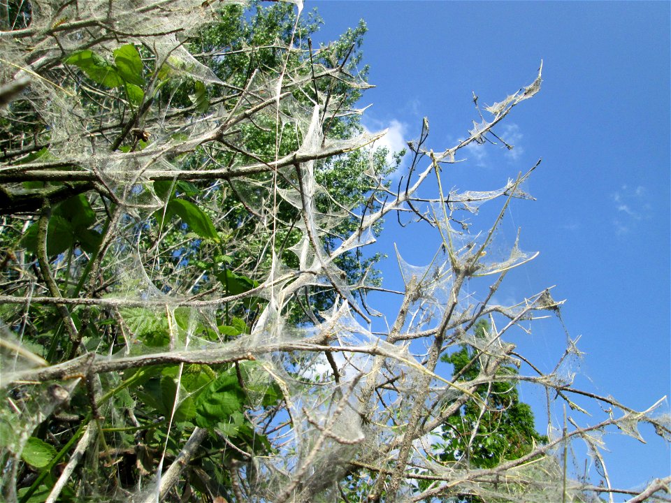 Völlig von der Gespinstmotte überzogenes Pfaffenhütchen (Euonymus europaeus) in Hockenheim