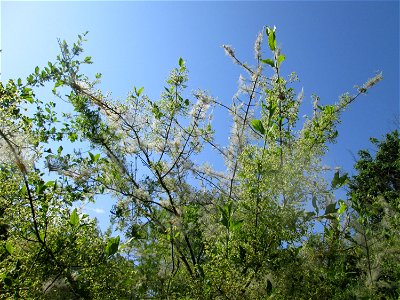 Völlig von der Gespinstmotte überzogenes Pfaffenhütchen (Euonymus europaeus) an der Böschung der A61 in Hockenheim - es erholt sich bereits wieder und treibt Blütenknospen aus