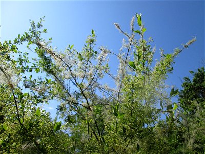 Völlig von der Gespinstmotte überzogenes Pfaffenhütchen (Euonymus europaeus) an der Böschung der A61 in Hockenheim - es erholt sich bereits wieder und treibt Blütenknospen aus photo