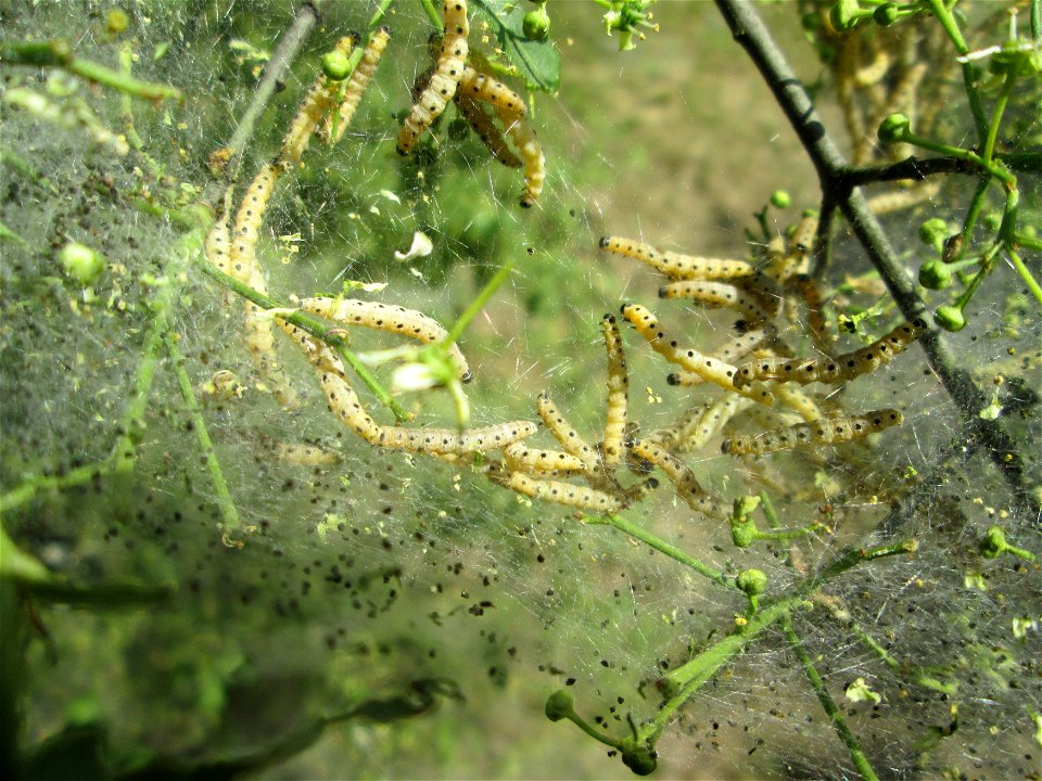 Pfaffenhütchen-Gespinstmotte (Yponomeuta cagnagella) an der Böschung der A61 in Hockenheim