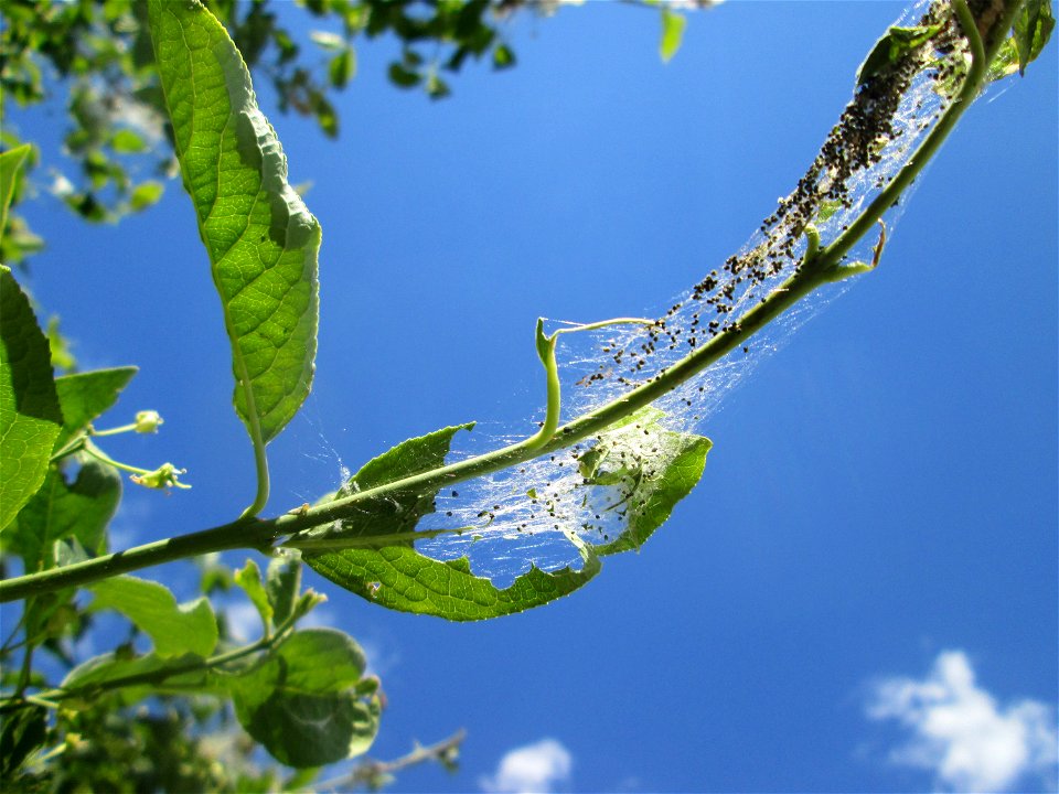 Völlig von der Gespinstmotte (Yponomeuta cagnagella) überzogenes Pfaffenhütchen (Euonymus europaeus) am Rand einer Parkplatz-Fläche in Hockenheim - der Strauch übersteht den alljährlichen Kahlfraß unb