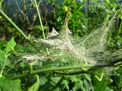 Pfaffenhütchen-Gespinstmotte (Yponomeuta cagnagella) an einem Pfaffenhütchen (Euonymus europaeus) nahe am Hockenheimer Baggersee am Rand der Schwetzinger Hardt- im April und Mai überspinnen sie das Pf