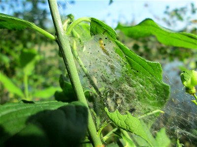 Pfaffenhütchen-Gespinstmotte (Yponomeuta cagnagella) an einem Pfaffenhütchen (Euonymus europaeus) nahe am Hockenheimer Baggersee am Rand der Schwetzinger Hardt- im April und Mai überspinnen sie das Pf