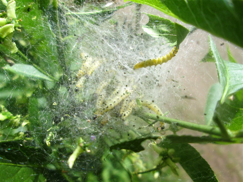 Pfaffenhütchen-Gespinstmotte (Yponomeuta cagnagella) im Naturschutzgebiet „St. Arnualer Wiesen“