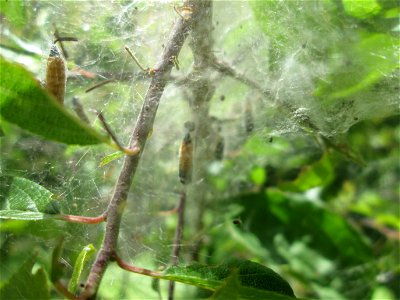 Verpuppte Pfaffenhütchen-Gespinstmotte (Yponomeuta cagnagella) im Landschaftsschutzgebiet „Wisch- und Wogbachtal“ oberhalb von Fechingen