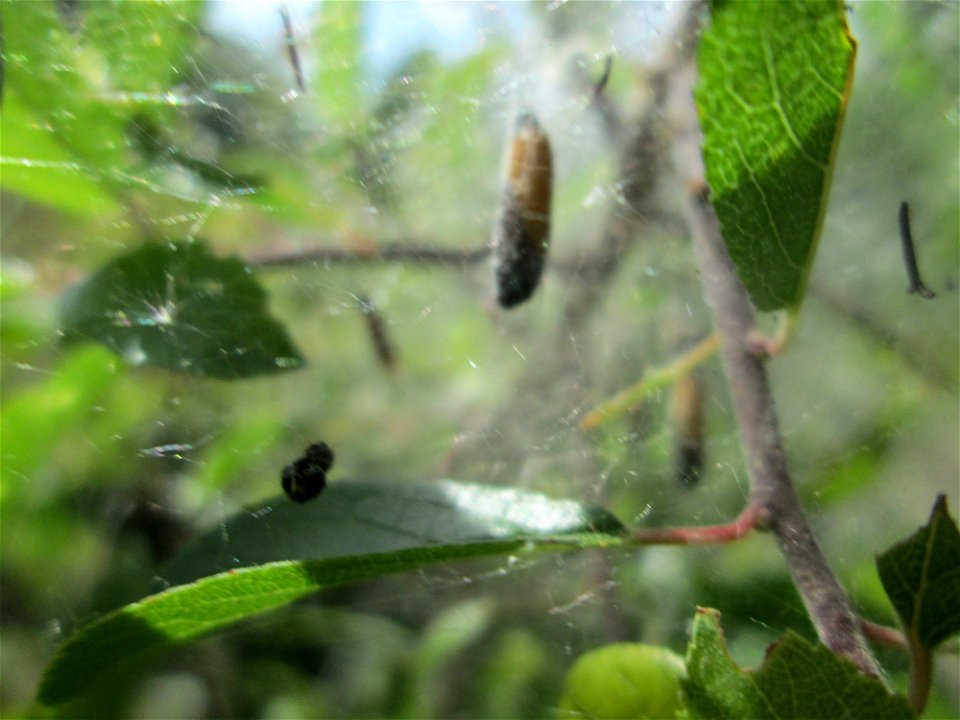 Verpuppte Pfaffenhütchen-Gespinstmotte (Yponomeuta cagnagella) im Landschaftsschutzgebiet „Wisch- und Wogbachtal“ oberhalb von Fechingen