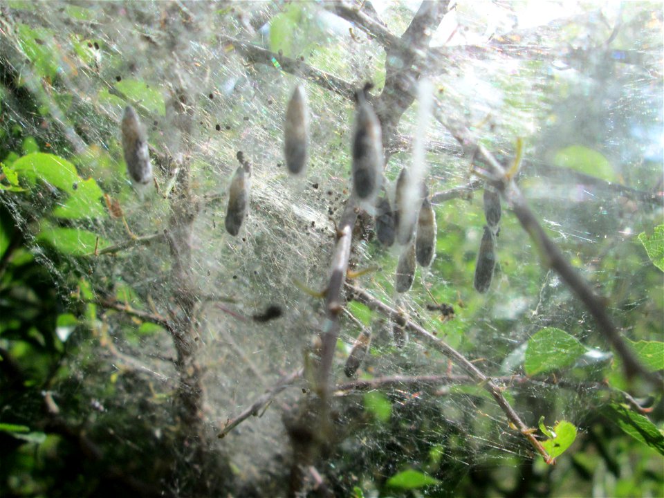 Verpuppte Pfaffenhütchen-Gespinstmotte (Yponomeuta cagnagella) im Landschaftsschutzgebiet „Wisch- und Wogbachtal“ oberhalb von Fechingen
