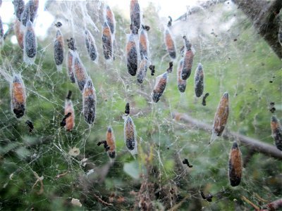 Verpuppte Pfaffenhütchen-Gespinstmotte (Yponomeuta cagnagella) bei Fechingen